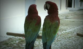 Isto é amor - Pavilhão das Aves Ovibeja 2012