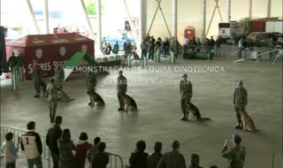 Demonstração cinotécnica da BA11 na 29ª Ovibeja